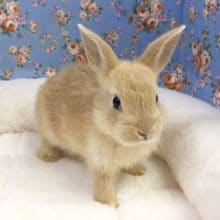 ネザーランドドワーフラビット（オレンジ）女の子　２０２０年７月生まれ