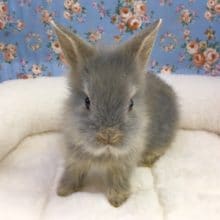 ライオンラビット（オパール）女の子　２０２０年７月生まれ