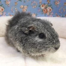 テディモルモット（グレー）女の子　２０２０年５月生まれ