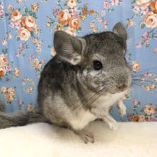 チンチラ（グレー）女の子　２０２０年５月生まれ