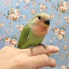 小桜インコ（ノーマル）２０２０年７月生まれ
