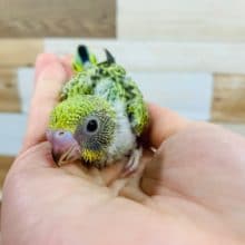 久々に！ノーマルセキセイさん入舎☆