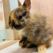 手のひらサイズ！ドワーフラビット♪