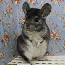 人気の定番カラー！チンチラ・グレー男の子！