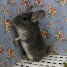 人気カラー！チンチラ・ヴァイオレット男の子！