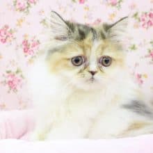 美しい三毛ちゃん☆エキゾチック・女の子！