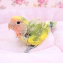 入舎少なめです！コザクラインコ“タイガーチェリー” 2020.8/30撮影