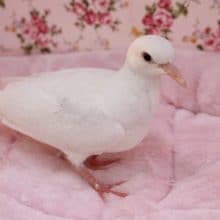 手品のあのハトさんです！ ギンバト 2020.8/15撮影