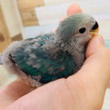 人の手が大好き！コザクラインコ・ブルーチェリー☆