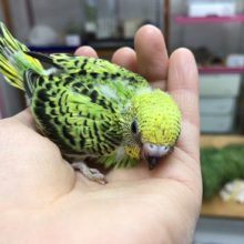 鮮やかカラーのセキセイインコ！