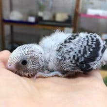 かっこいい！グレーなセキセイインコ