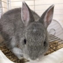ネザーランドドワーフが来ました！