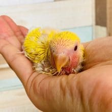 久々入舎！ゴールデンルチノーのコザクラインコ♪