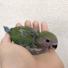 つぶらなおめめのコザクラインコ（ノーマル）さん！