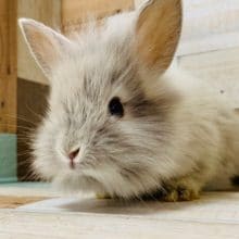 ふわっふわのライオンラビットが入舎♪