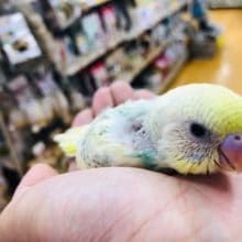 美！　セキセインコ　パステルレインボーパイド　ヒナ