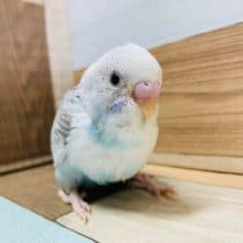 白多め！スパングルパイドのセキセイインコ☆