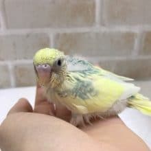 セキセイインコ（パステルレインボーパイド）！