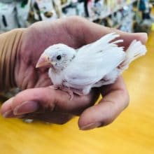 やっと！！　白文鳥ヒナ　入舎しました。