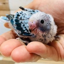 甘えたなセキセイインコ(ノーマル)います♪