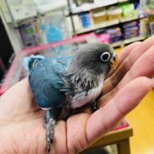 レアカラー　ボタンインコ　ブルー　ヒナ