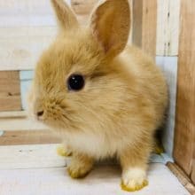 人気カラーのライオンラビット♡