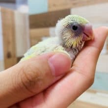 パステル系のハルクインセキセイインコ入舎です☆