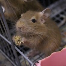 新松戸店生まれ！デグー・サンドカラー！