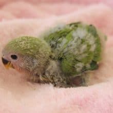 8月中旬生　ノーマル　コザクラインコちゃん