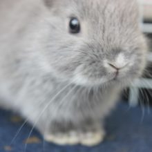 ちょこんと小さい♪ネザーランド　ブルーちゃん♀