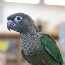 ウロコインコのヒナちゃんが育ってきました！☆