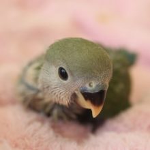 コザクラインコ(ホワイトフェイス)ヒナちゃんやって来ました♪
