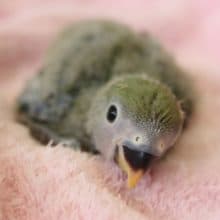 かわいいお顔にうっとり！コザクラインコちゃん★