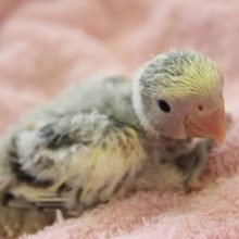 ﾚｱｶﾗｰ!小桜インコ(ﾓｰﾌﾞﾊﾟｲﾄﾞ)ヒナちゃん♪