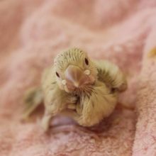 シナモン文鳥　ヒナちゃん　やって来ました！