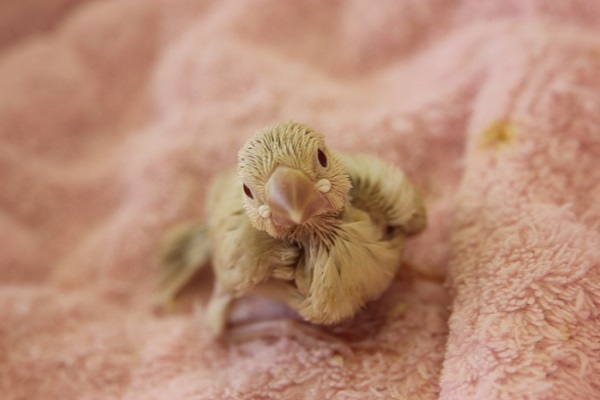 シナモン文鳥　ヒナちゃん　やって来ました！