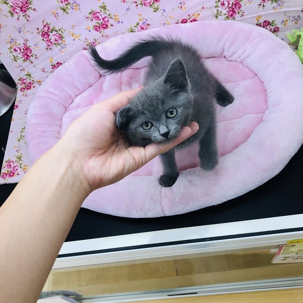 スコティッシュフォールド