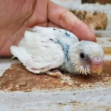 白が多い!?パイドセキセイインコ！