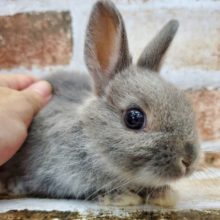ポヤポヤ♪ネザーランド☆ブルーマーチン🐰