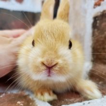 超ホヤホヤ最新画像☆ころころ♪ネザーランドオレンジ☆