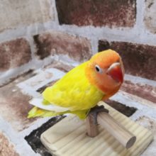 最新画像更新♪色鮮やか！山吹ボタンイエローさん入荷♪