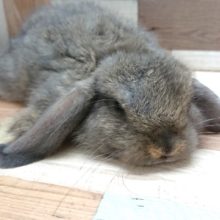 くたくた脱力系ロップイヤー。