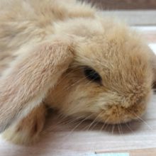 超おっとり屋さん！！ロップイヤー(リンクス)～