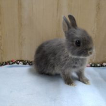 激かわドワーフラビット来ました