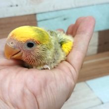 安定の人気ですねぇ～　コザクラインコ（タイガーチェリー）～～
