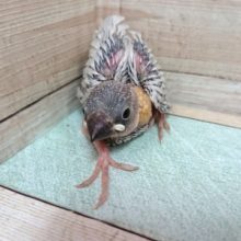 お待ちですよねーー　シルバー文鳥きましたよ！！