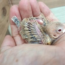 赤目がｷﾚｲ。。シナモン文鳥きてますよ～