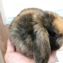 まだ手乗りでｺﾞｻﾞｲﾏｽ！ロップイヤーラビット～～