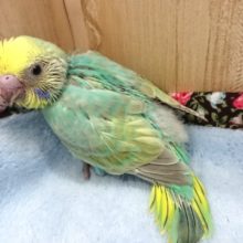 ちょっとビビリです。。優しくお願いします！セキセイインコ（パステルレインボー）！！