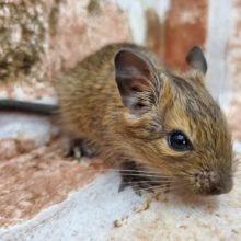 ちっさいデグー(アグーチ)女の子！
